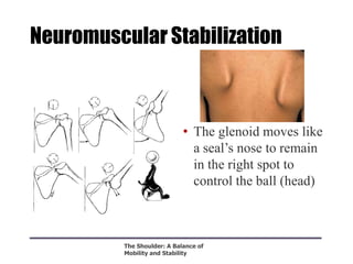 Neuromuscular Stabilization
• The glenoid moves like
a seal‟s nose to remain
in the right spot to
control the ball (head)
The Shoulder: A Balance of
Mobility and Stability
 