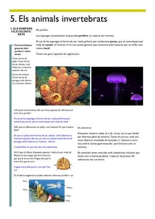 Els porífers
Les esponges constitueixen el grup dels porífers. La majoria són marines.
El cos de les esponges té forma de sac i està perforat per nombrosos porus, que es comuniquen per
mitjà de canals. A l’interior hi ha una cavitat general, que comunica amb l’exterior per un orifici ano-
menat òscul.
Tenen una gran capacitat de regeneració.
1)A quina característica del cos d’una esponja de referencia el
nom d’un porifer?
El cos de les esponges té forma de sac i està performat per
nombrosos porus, que es comuniquen per mitjà de canal.
2)En què es diferencien un pòlip i una medusa? En que s’assem-
blen?
En que un pòlip tenen forma de sac tubular, amb l’obertura a
l’extrem superior del cos, en canvi la medusa tenen forma de
paraigua amb l’obertura a l’extrem inferior.
I s’assemblen en que tots dos són celenterats.
24) Copia el dibuix d’aquesta esponja i indica-hi per mitjà de
fletxes el recurregut que fa el recorre-
gut que fa el corrent d’aigua des que hi
entra fins que en surt.
L’aigua entre pels porus i surt per l'òs-
cul.
En el dibuix següents es poden observar diversos porífers i ce-
Els celenterats
Presenten simetria radial, és a dir, el seu cos es pot dividir
per diversos plans de simetria. Tenen el cos tou, amb una
única obertura envoltada de tentacles. L’ obertura comu-
nica amb la cavitat gastrovascular, que funciona com un
estómac.
Els tentacles tenen vesícules amb substàncies urticants que
tenen com a funció paralitzar i capturar les preses. Els
celentarats són carnívors.
 Característiques
generals dels
porífers i celen-
terats
Tenen forma de
pòlip: Tenen forma
de sac tubular, amb
l’obertura a l’extrem
superior del cos.
Forma de medusa:
Tenen forma de
paraigua amb obertu-
ra a l’extrem inferior.
5. Els animals invertebrats
1. ELS PORÍFERS
I ELS CELENTE-
RATS
 