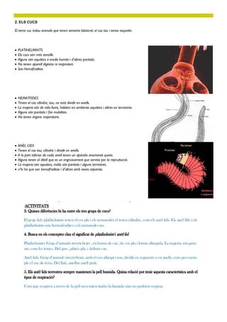 2. ELS CUCS
El teme cuc índou animals que tenen simetria bilateral, el cos tou i sense esquelet.
 PLATIHELMINTS
 Els cucs són més senzills.
 Alguns són aquàtics o medis humits i d’altres paràsits.
 No tenen aparell digestiu ni respiratori.
 Son hemafrodites.
 NEMATODES
 Tenen el cos cilíndric, tou, no està dividit en anells.
 La majoria són de vida lluire, habiten en ambients aquàtics i altres en terrestres.
 Alguns són paràsits i fan malalties.
 No tenen òrgans respiratoris.
 ANÈL·LIDS
 Tenen el cos tou, cilíndric i dividit en anells.
 A la part inferior de cada anell tenen un apèndix anomenat queta.
 Alguns tenen el ditell que es un engruixament que serveix per la repruducció.
 La majoria són aquatics, molts són paràsits i alguns terrestres.
 n’hi ha que son hemafroditas i d’altres amb sexes separats.
Activitats 3, 4 ,5 , 28 i 30
 