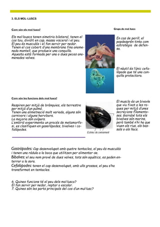 Com són els mol·luscs?
3. ELS MOL·LUSCS
Els mol·louscs tenen simetria bilateral, tenen el
cos tou, dividit en cap, massa visceral i el peu.
El peu és musculós i el fan servir per nedar.
Tenen el cos cobert d’una membrana fina anome-
nada mantell, que produeix una conquilla.
Aquesta està formada per una o dues peces ano-
menades valves.
Com són les funcions dels mol·luscs?
Respiren per mitjà de brànquies, els terrestre
per mitjà d’un pulmó.
Tenen una alimetnació molt variada, alguns són
carnivors i alguns hervibors.
La majoria són ovípars.
L’embrió experimenta un procés de metamorfo-
si, es clasifiquen en gaseròpodes, bivalves i ca-
falòpodes.
Gastròpodes: Cap desenvolupat amb quatre tentacles, el peu és musculós
i tenen una rádula a la boca que utilitzen per alimentar-se.
Bibalves: el seu nom prové de dues valves, tots són aquàtics, es poden en-
terrar a la sora.
Cefalòpodes: tenen el cap desenvolupat, amb ulls grossos, el peu s’ha
transformat en tentacles.
Grups de mol·luscs
6. Quines funcions té el peu dels mol·lusco?
El fan servir per nedar, reptar o escalar.
7. Quines són les parts principals del cos d’un mul·lusc?
En cas de perill, el
popdesprèn tinta com
estratègia de defen-
sa.
El nàutil és l’únic cefa-
lòpode que té una con-
quilla protectora.
El musclo és un bivavle
que viu fixat a les ro-
ques per mitjà d’unes
secrecions filamento-
ses. Gairabé tots els
bivalves són marins,
però també n’hi ha que
viuen als rius, als bas-
sals o als llacs.
 