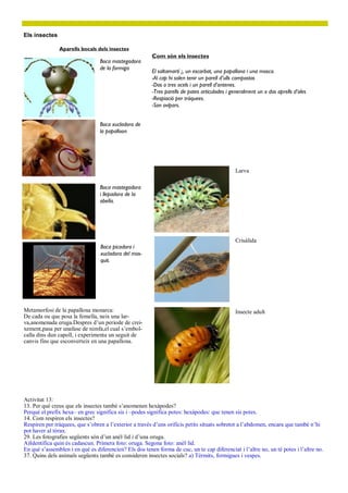 Com són els insectes
Els insectes
El saltamartí ¡, un escarbat, una papallona i una mosca.
-Al cap hi solen tenir un parell d’ulls compostos
-Dos o tres ocels i un parell d’antenes.
-Tres parells de potes articulades i generalment un o dos aprells d’ales
-Respiació per tràquees.
-Son ovípars.
Aparells bocals dels insectes
Boca mastegadora
de la formiga
Boca xucladora de
la papalloon
Boca mastegadora
i llepadora de la
abella.
Metamorfosi de la papallona monarca:
De cada ou que posa la femella, neix una lar-
va,anomenada eruga.Despres d’un periode de crei-
xement,pasa per unafase de nimfa,el cual s’embol-
calla dins dun capoll, i experimenta un seguit de
canvis fins que esconverteix en una papallona.
Larva
Crisàlida
Insecte adult
Activitat 13:
13. Per què creus que els insectes també s’anomenen hexàpodes?
Perquè el prefix hexa– en grec significa sis i –podes significa potes: hexàpodes: que tenen sis potes.
14. Com respiren els insectes?
Respiren per tràquees, que s’obren a l’exterior a través d’uns orificis petits situats sobretot a l’abdomen, encara que també n’hi
pot haver al tòrax.
29. Les fotografies següents són d’un anèl·lid i d’una oruga.
A)Identifica quin és cadascun. Primera foto: oruga. Segona foto: anèl·lid.
En què s’assemblen i en què es diferencien? Els dos tenen forma de cuc, un te cap diferenciat i l’altre no, un té potes i l’altre no.
37. Quins dels animals següents també es consideren insectes socials? a) Tèrmits, formigues i vespes.
Boca picadora i
xucladora del mos-
quit.
 