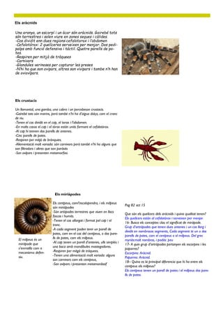 Els aràcnids
Una aranya, un escorpí i un àcar són aràcnids. Gairebé tots
són terrestres i solen viure en zones seques i càlides.
-Cos dividit enn dues regions:cefalotorax i l’abdomen
-Cefalotórax: 2 quelíceres serveixen per menjar. Dos pedi-
palps amb funció defensiva i táctil. Quatre parells de po-
tes.
-Respiren per mitjà de tràquees
-Carnivors
-Glandules verinoses per capturar les preses
-N’hi ha que son ovipars, altres son vivipars i tambe n’h han
de oviovípars.
Els crustacis
Un llamantol, una gamba, una cabra i un percebeson crustacis.
-Gairebé tots són marins, però també n’hi ha d’aigua dolça, com el cranc
de riu.
-Tenen el cos dividit en el cap, el torax i l’abdomen.
-En molts casos el cap i el tórax están units formant el cefalotórax.
-Al cap hi teenen dos parells de antenes.
-Cinc parells de potes.
-Respiren per mitjà de brànquies.
-Aliementació molt variada: són carnivors però tambè n’hi ha alguns que
son filtradors i altres que son paràsits
-Son ovípars i presenten metamorfosi.
Pag 82 act 15
Que són els quelícers dels aràcnids i quina qualitat tenen?
Els quelícers están al cefalotórax i serveixen per menjar.
16- Busca els conceptes clau el significat de miràpode.
Grup d’artròpodes que tenen dues antenes i un cos llarg i
dividit en nombrosos segments, Cada segment te un o dos
parells de potes, com el centpeus o el milpeus. Del grec
myriás:molt nombros, i podós: peu
17- A quin grup d’artròpodes pertanyen els escorpins i les
paparres?
Escorpins: Aràcnid.
Paparres: Aràcnid.
18– Quina es la principal diferencia que hi ha entre els
centpeus els milpeus?
Els centpeus tenen un parell de potes i el milpeus dos pare-
lls de potes.
Els miriàpodes
Els centpeus, coml’escolopendra, i els milpeus
són miriàpodes
-Són artòpodes terrestres que viuen en llocs
foscos i humits.
-Tenen el cos allargat i format pel cap i el
tronc.
-A cada segment poden tenir un parell de
potes, com en el cas del centpeus, o dos pare-
lls de potes, com els milpeus.
-Al cap tenen un parell d’antenes, ulls simples i
una boca amb mandíbules mastegadores.
-Respiren per mitgà de tràquees.
-Tenen una alimentació molt variada: alguns
son carnivors com els centpeus,
-Son ovípars i presenten metamordosif
El milpeus és un
miràpode que
s’enrrotlla com a
mecanismo defen-
siu.
 