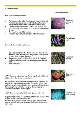 Com és el cos dels equinoderms
7. Els equinoderms
 Tenen simetría radial (les larves la tenen bilateral)
 Tenen el cos de forma arrodonida (garotes); cilín-
drica (holotúries); estrellada (estrelles de mar)
 Tenen un esquelet intern: format per petites pla-
ques a sota la pell; lliures, articulades o soldades en-
tre si.
 No tenen un cap diferenciat.
 Tenen la boca situada a la part inferior del cos.
Com són les funcions dels equinoderms
 Es desplacen per mitjà de l’aparell ambulacral: sis-
tema de tubs interns plens d’aigua (els peus ambula-
crals) finalitzats en ventoses.
 Respiren a través de la pell per mitjà de l’aparell
ambulacral(alguns amb brànquies poc desembolupa-
des).
 Son carnívors
Grups d’equinoderms
Estrelles de
mar
19– Busca en els conceptes clau el significat del terme
el significat del terme equinoderm.
Equinoderm: Grup d’animals invertebrats de simetria ra-
dial cobertsper plaques i espines. Es desplacen pel fons
del mar gràcies als múltiples peus ambulacrals que tenen.
Per exemple les estrelles i eriçons de mar (del grec:
“ekhînos”; eriçons i “dérma”; pell).
20– Què és l’aparell ambulacral? Quina funció fa?
L’aparell ambulacral és l’aparell que tenen els equinoderms
que els serveix per desplacar-se.
Consisteix en un sistema de tubs interns, plens d’aigua,
que formen els anomenats peus ambulacrals, acabats en
ventoses.
Garotes o
eriçons de
mar
Falses es-
trelles
Cogombres
de mar
Clavelines o
lliris de mar
 