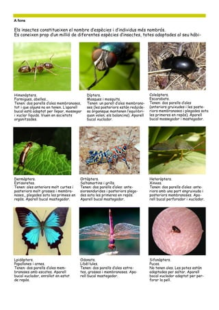 A fons
Els insectes constitueixen el nombre d’espècies i d’individus més nombrós.
Es coneixen prop d’un millió de diferentes espècies d’insectes, totes adaptades al seu hábi-
Himenòpters.
Formigues, abelles…
Tenen: dos parells d’ales membranoses,
tot i que alguns no en tenen. L’aparell
bucal està adaptat per llepar, mossegar
i xuclar líquids. Viuen en societats
organitzades.
Dípters.
Mosques i mosquits.
Tenen: un parell d’ales membrano-
ses (les posteriors están reduïde-
sa òrgansque mantenen l’equilibri-
quan volen; els balancins). Aparell
bucal xuclador.
Coleòpters.
Escarabats.
Tenen: dos parells d’ales
(anteriors gruixudes i les poste-
riors membranoses i plegades sota
les primeres en repòs). Aparell
bucal mossegador i mastegador.
Dermàpters.
Estisoretes.
Tenen: ales anteriors molt curtes i
posteriors molt grosses i membra-
noses,, plegades sota les primees en
repòs. Aparell bucal mastegador.
Ortòpters.
Saltamartins i grills.
Tenen: dos parells d’ales: ante-
siorsendurides i posteriors plega-
des sota les primeres en repòs.
Aparell bucal mastegador.
Heteròpters.
Xinxes.
Tenen: dos parells d’ales: ante-
riors amb una part engruixuda i
posteriors membranoses. Apa-
rell bucal perforador i xuclador.
Lpidòpters.
Papallones i arnes.
Tenen: dos parells d’ales mem-
branoses amb escates. Aparell
bucal xuclador, enrollat en estat
de repòs.
Odonats.
Libèl·lules.
Tenen: dos parells d’ales estre-
tes, grosses i membranoses. Apa-
rell bucal mastegador.
Sifonàpters.
Puces.
No tenen ales. Les potes estàn
adaptades per saltar. Aparell
bocal xuclador adaptat per per-
forar la pell.
 