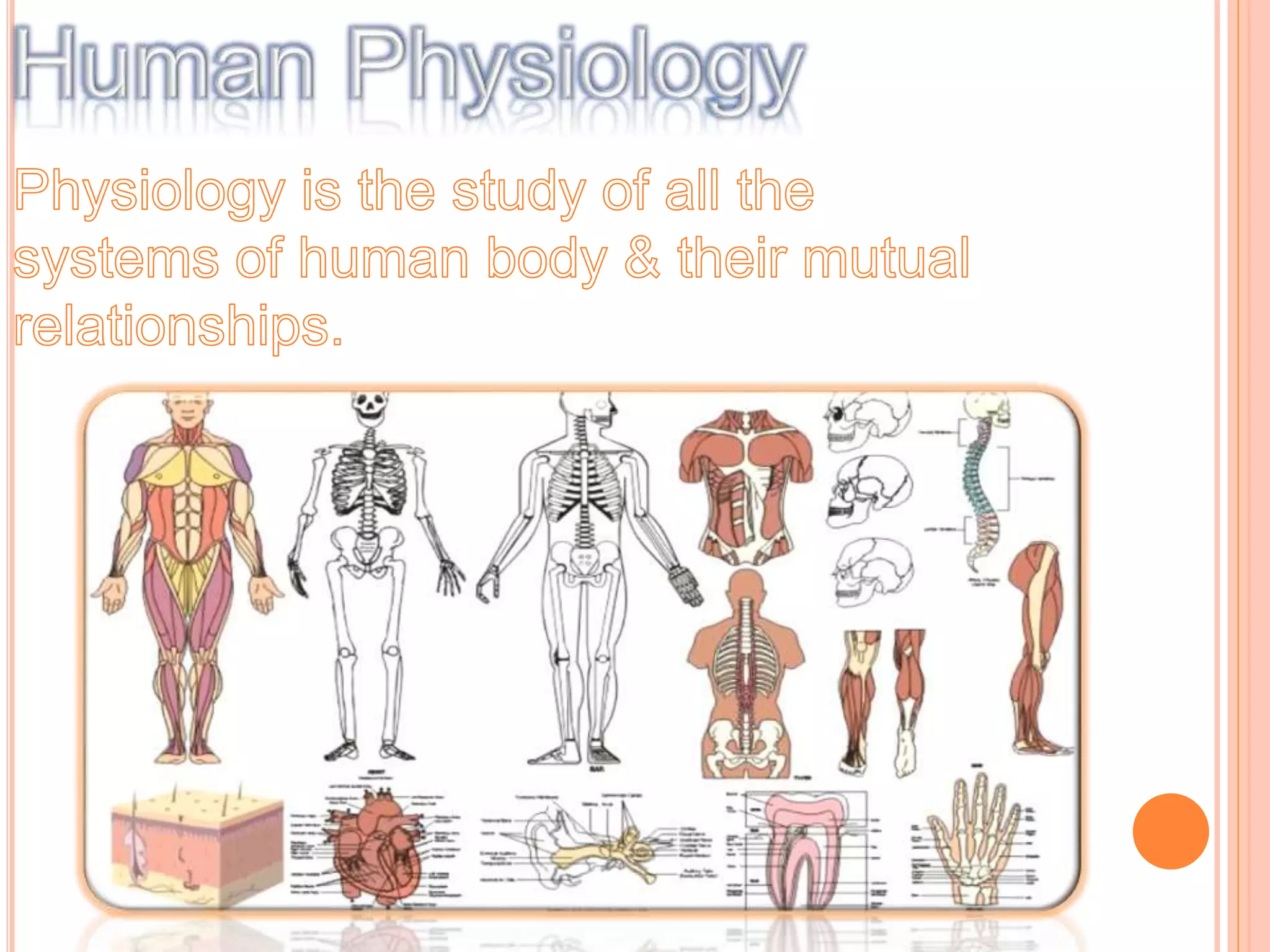WHAT IS ANATOMY AND PHYSIOLOGY CLASS 11 visual data 2