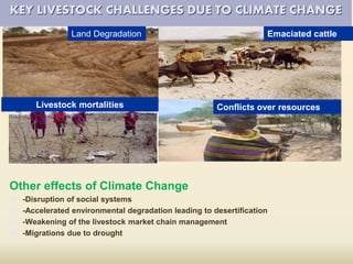 Impacts of climate change on livestock sector and Kenya’s preparedness on the challenges 