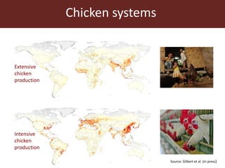 Chicken systems
Extensive
chicken
production
Intensive
chicken
production
Source: Gilbert et al. (in press)
 
