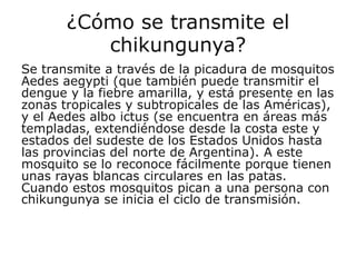 ¿Cómo se transmite el 
chikungunya? 
Se transmite a través de la picadura de mosquitos 
Aedes aegypti (que también puede transmitir el 
dengue y la fiebre amarilla, y está presente en las 
zonas tropicales y subtropicales de las Américas), 
y el Aedes albo ictus (se encuentra en áreas más 
templadas, extendiéndose desde la costa este y 
estados del sudeste de los Estados Unidos hasta 
las provincias del norte de Argentina). A este 
mosquito se lo reconoce fácilmente porque tienen 
unas rayas blancas circulares en las patas. 
Cuando estos mosquitos pican a una persona con 
chikungunya se inicia el ciclo de transmisión. 
 
