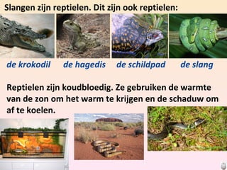 robin-spreekbeurt-slangen-ppt