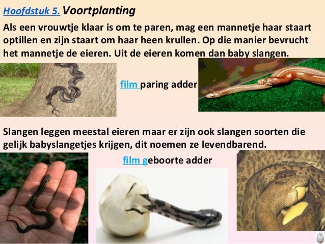 Robin spreekbeurt slangen