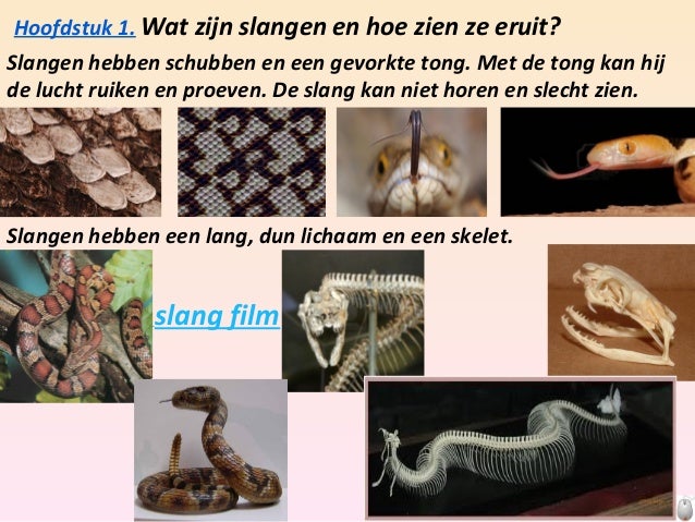 Robin spreekbeurt slangen