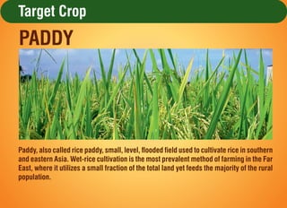 Target Crop
Paddy, also called rice paddy, small, level, ooded eld used to cultivate rice in southern
and eastern Asia. ...