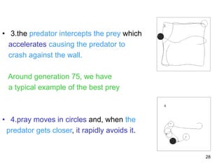 28
• 3.the predator intercepts the prey which
accelerates causing the predator to
crash against the wall.
Around generation 75, we have
a typical example of the best prey
• 4.pray moves in circles and, when the
predator gets closer, it rapidly avoids it.
 