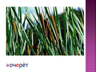 очерèт
 