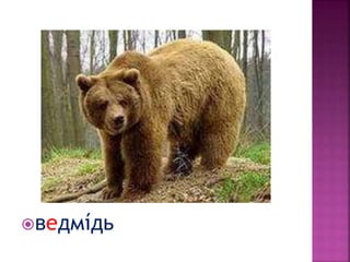 ведмíдь
 