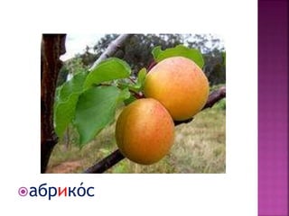 абрикóс
 