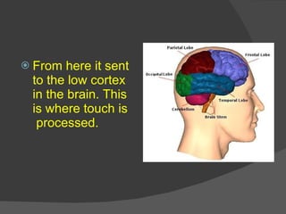 <ul><li>From here it sent to the low cortex in the brain. This is where touch is  processed. </li></ul>