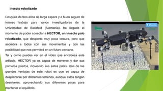 Insecto robotizado
Después de tres años de larga espera y a buen seguro de
intenso trabajo para varios investigadores de la
Universidad de Bielefeld (Alemania), ha llegado el
momento de poder conectar a HECTOR, un insecto palo
robotizado, que despierta muy poca ternura, pero que
asombra a todos con sus movimientos y con las
posibilidad que nos permitirá en un futuro cercano.
Tal y como puedes ver en el vídeo que encabeza este
artículo, HECTOR ya es capaz de moverse y dar sus
primeros pasitos, moviendo sus satas patas. Una de las
grandes ventajas de este robot es que es capaz de
desplazarse por diferentes terrenos, aunque estos tengan
desniveles, aprovechando sus diferentes patas para
mantener el equilibrio.
 