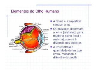 Elementos do Olho Humano
A retina é a superfície
sensível à luz
Os músculos deformam
a lente (cristalino) para
mudar o plano focal e
assim ajustar-se à
distância dos objectos
A íris controla a
quantidade de luz que
entra, mudando o
diâmetro da pupila
 