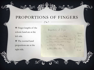 Proportions of fingersFinger lengths of the robotic hand are at the left side.The normal hand proportions are at the right side.  