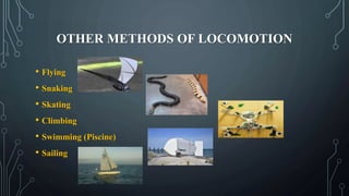 OTHER METHODS OF LOCOMOTION
• Flying
• Snaking
• Skating
• Climbing
• Swimming (Piscine)
• Sailing
 