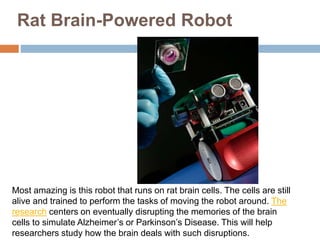 Rat Brain-Powered Robot
Most amazing is this robot that runs on rat brain cells. The cells are still
alive and trained to perform the tasks of moving the robot around. The
research centers on eventually disrupting the memories of the brain
cells to simulate Alzheimer’s or Parkinson’s Disease. This will help
researchers study how the brain deals with such disruptions.
 