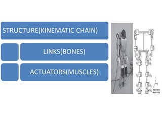 STRUCTURE(KINEMATIC CHAIN)
LINKS(BONES)
ACTUATORS(MUSCLES)
 