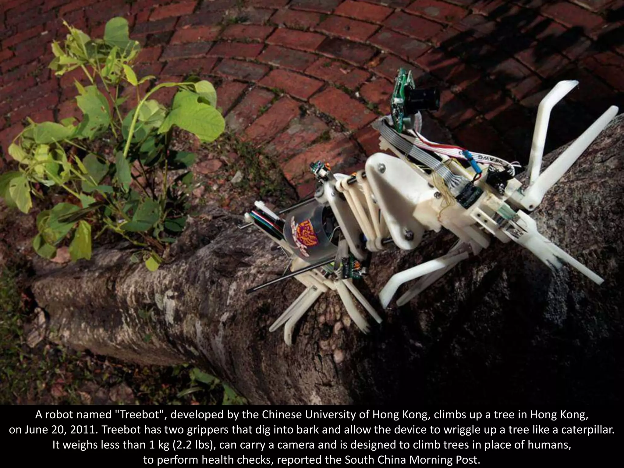 A robot named "Treebot", developed by the Chinese University of Hong Kong, climbs up a tree in Hong Kong,
on June 20, 2011. Treebot has two grippers that dig into bark and allow the device to wriggle up a tree like a caterpillar.
        It weighs less than 1 kg (2.2 lbs), can carry a camera and is designed to climb trees in place of humans,
                           to perform health checks, reported the South China Morning Post.
 