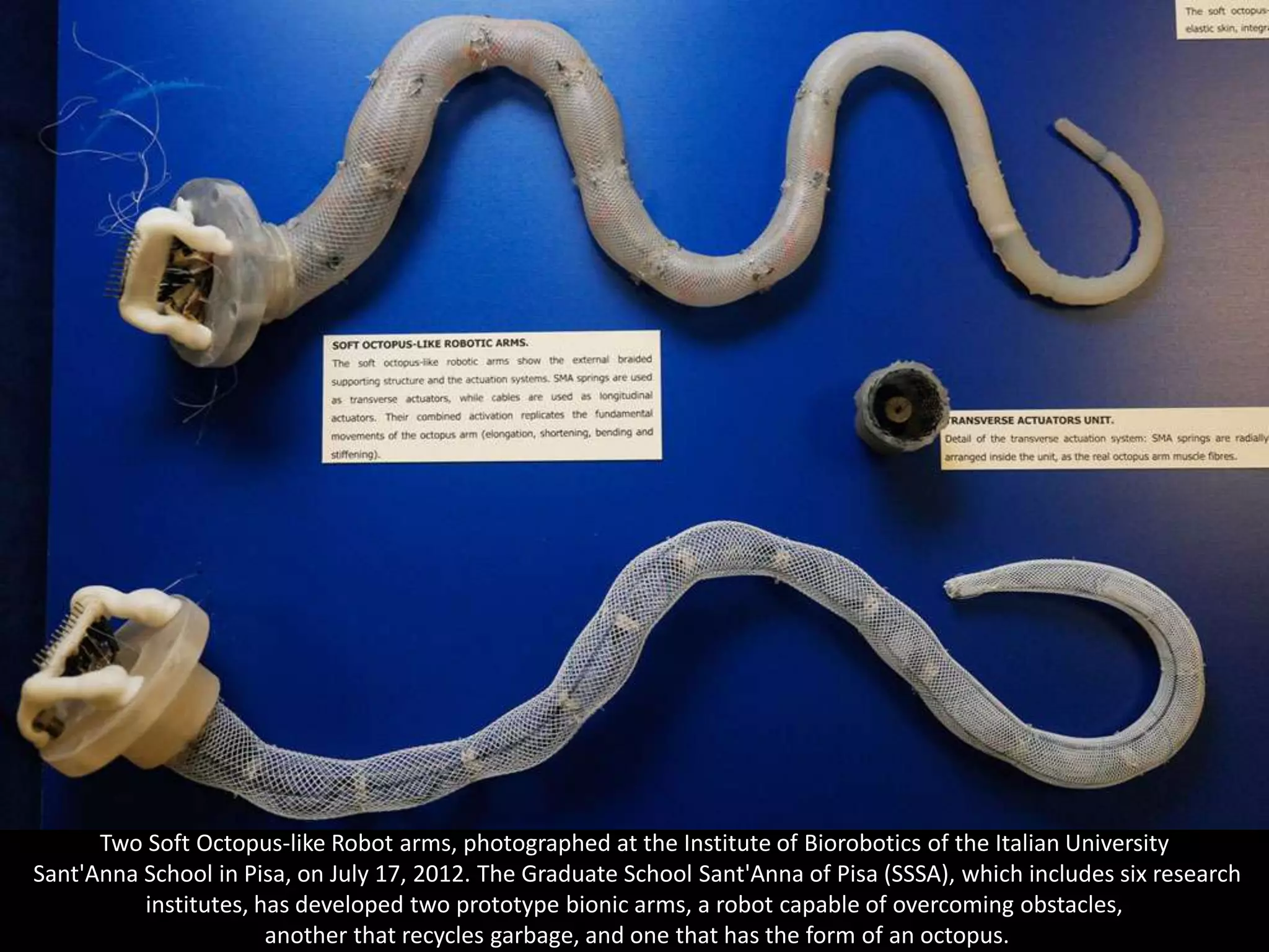 Two Soft Octopus-like Robot arms, photographed at the Institute of Biorobotics of the Italian University
Sant'Anna School in Pisa, on July 17, 2012. The Graduate School Sant'Anna of Pisa (SSSA), which includes six research
          institutes, has developed two prototype bionic arms, a robot capable of overcoming obstacles,
                       another that recycles garbage, and one that has the form of an octopus.
 