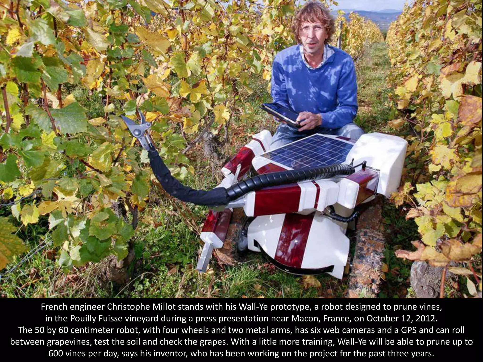 French engineer Christophe Millot stands with his Wall-Ye prototype, a robot designed to prune vines,
        in the Pouilly Fuisse vineyard during a press presentation near Macon, France, on October 12, 2012.
  The 50 by 60 centimeter robot, with four wheels and two metal arms, has six web cameras and a GPS and can roll
between grapevines, test the soil and check the grapes. With a little more training, Wall-Ye will be able to prune up to
         600 vines per day, says his inventor, who has been working on the project for the past three years.
 