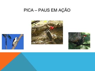 PICA – PAUS EM AÇÃO
 