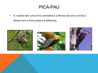 PICA-PAU
•   O macho tem uma linha vermelha e a fêmea não tem a linha a
    fêmea tem a linha preta e é diferente.
 