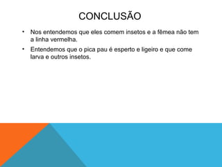 CONCLUSÃO
•   Nos entendemos que eles comem insetos e a fêmea não tem
    a linha vermelha.
•   Entendemos que o pica pau é esperto e ligeiro e que come
    larva e outros insetos.
 