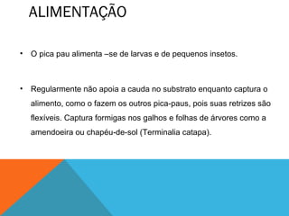 ALIMENTAÇÃO

•   O pica pau alimenta –se de larvas e de pequenos insetos.



•   Regularmente não apoia a cauda no substrato enquanto captura o
    alimento, como o fazem os outros pica-paus, pois suas retrizes são
    flexíveis. Captura formigas nos galhos e folhas de árvores como a
    amendoeira ou chapéu-de-sol (Terminalia catapa).
 