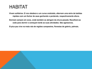 HABITAT
Vivem solitários. O voo obedece a um curso ondulado, alternam uma série de batidas
    rápidas com um fechar de asas ganhando e perdendo, respectivamente altura.

Dormem sempre em ocos, onde também se abrigam da chuva pesada. Recolhem-se
    cedo para dormir e começam tarde as suas atividades. São agressivos.

O pica pau vive na mata rala de regiões campestres, florestas de galeria, palmais.
 