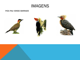 IMAGENS
PICA PAU VERDE BARRADO
 