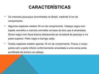 CARACTERÍSTICAS

•   Os menores pica-paus encontrados no Brasil, medindo 9 cm de
    comprimento.

•   Algumas espécies medem 35 cm de comprimento. Cabeça negra com
    topete vermelho e mancha vermelha na base do bico que é amarelado.
    Dorso negro com faixa branca destacando-se na lateral do pescoço e na
    parte superior. Peito negro e barriga carijó.

•   Outras espécies medem apenas 10 cm de comprimento. Possui o corpo
    pardo com a parte inferior uniformemente amarelada e uma coroa preta
    pontilhada de branco na cabeça.
 