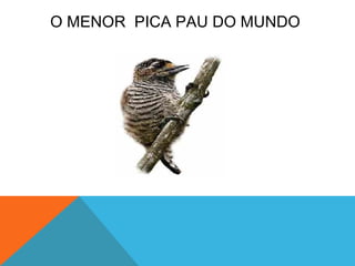 O MENOR PICA PAU DO MUNDO
 