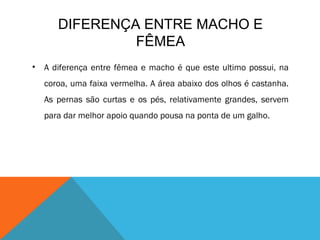 DIFERENÇA ENTRE MACHO E
                FÊMEA
•   A diferença entre fêmea e macho é que este ultimo possui, na
    coroa, uma faixa vermelha. A área abaixo dos olhos é castanha.
    As pernas são curtas e os pés, relativamente grandes, servem
    para dar melhor apoio quando pousa na ponta de um galho.
 