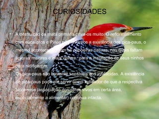 CURIOSIDADES


• A destruição da mata primária priva-os muito. O reflorestamento
  com eucaliptos e Pinus não favorece a existência dos pica-paus, o
  mesmo acontecendo com as capoeiras nativas, nas quais faltam
  árvores maiores e mais velhas, para a instalação de seus ninhos
  para nidificarem.
  Os pica-paus são bastante sensíveis aos inseticidas. A existência
  de pica-paus pode até servir como indicador de que a respectiva
  biocenose (associação dos seres vivos em certa área,
  especialmente a alimentar) continua intacta.
 