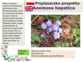 Przylaszczka pospolita
Anemone hepatica
About the plant:
a genus of herbaceous
perennials in the
buttercup family, native
to central and northern
Europe, Asia and
eastern North America.
Some botanists include
Hepatica within a wider
interpretation of
Anemone. Flowers with
pink, purple, blue, or
white sepals and three
green bracts appear
singly on hairy stems
from late winter to
spring.
Photo by Hubert Szulc
Text based on:
http://en.wikipedia.org/wiki/Hepatica
POLAND
Lublin
 
