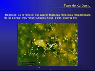 Tipos de Kerógeno
Herbaceo, es el material que abarca todos los materiales membranosos
de las plantas, incluyendo cutículas, hojas, polen, esporas etc.
-
0.1 mm
- -1
 