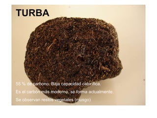 TURBA 55 % de carbono. Baja capacidad calorífica. Es el carbón más moderno, se forma actualmente. Se observan restos vegetales (musgo) 