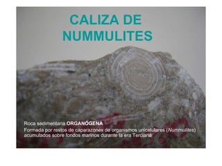 CALIZA DE  NUMMULITES Roca sedimentaria  ORGANÓGENA Formada por restos de caparazones de organismos unicelulares ( Nummulites ) acumulados sobre fondos marinos durante la era Terciaria 