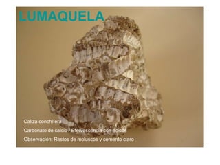 LUMAQUELA Caliza conchífera. Carbonato de calcio / Efervescencia con ácidos  Observación: Restos de moluscos y cemento claro 