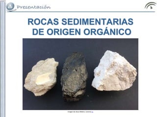El carbón como roca orgánica