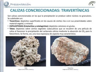 Son calizas concrecionadas en las que la precipitación se produce sobre núcleos no granulares.
Se subdividen en:
• Travertinos: depósitos superficiales en los cauces de ciertos ríos o en sus proximidades sobre
material vegetal, o mineral.
• ESPELEOTEMAS (Estalactitas y estalagmitas): depósitos calcáreos en grutas.
• Tobas: depósitos sobre ciertos vegetales subacuáticos que se recubren de una película de
caliza al favorecer la precipitación del carbonato cálcico mediante la absorción de CO2 para la
fotosíntesis. Se forma, así, una roca esponjosa de aspecto muy característico.
CALIZAS CONCRECIONADAS: TRAVERTÍNICAS
Toba
Imagen de Jesús Melero. Licencia cc
Travertino
Imagen de Jesús Melero. Licencia cc
 