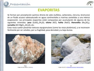 Se forman por precipitación química directa de sales (sulfatos, carbonatos, cloruros, bromuros)
de un fluido acuoso sobresaturado en aguas continentales o marinas sometidas a una intensa
evaporación. Las principales evaporitas están compuestas por acumulación de algunos de los
siguientes minerales: yeso (CaSO4.2H2O), silvina (KCl), halita (NaCl), thenardita (Na2SO4),
carnalita (KCl.MgCL2.6H2O), etc.
Estas rocas suelen presentar texturas equigranulares (como las rocas plutónicas), y se reconocen
fácilmente por ser solubles, por su fragilidad, poca densidad y su baja dureza.
EVAPORITAS
Yeso
Imagen de Jesús Melero. Licencia cc
Sal
Imagen de xta11 en Wikimedia commons. Dominio público
 