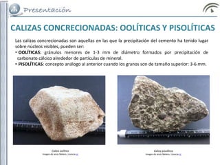 Las calizas concrecionadas son aquellas en las que la precipitación del cemento ha tenido lugar
sobre núcleos visibles, pueden ser:
• OOLÍTICAS: gránulos menores de 1-3 mm de diámetro formados por precipitación de
carbonato cálcico alrededor de partículas de mineral.
• PISOLÍTICAS: concepto análogo al anterior cuando los granos son de tamaño superior: 3-6 mm.
CALIZAS CONCRECIONADAS: OOLÍTICAS Y PISOLÍTICAS
Caliza oolítica
Imagen de Jesús Melero. Licencia cc
Caliza pisolítica
Imagen de Jesús Melero. Licencia cc
 