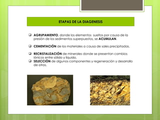 ETAPAS DE LA DIAGENESIS


 AGRUPAMIENTO, donde los elementos  sueltos por causa de la
  presión de los sedimentos superpuestos, se ACUMULAN.

 CEMENTACIÓN de los materiales a causa de sales precipitadas.

 RECRISTALIZACIÓN de minerales donde se presentan cambios
  iónicos entre sólido y líquido,
 SELECCIÓN de algunos componentes y regeneración y desarrollo
  de otros.
 
